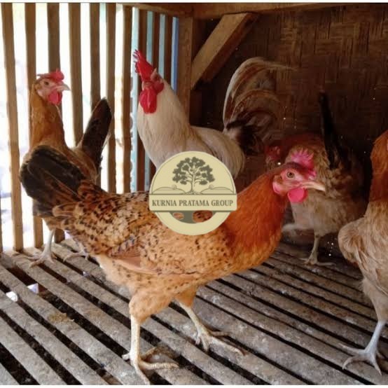 

Telur ayam elba petelur handal fertil siap ditetaskan - telur-ayam-elba KURNIA PRATAMA GROUP