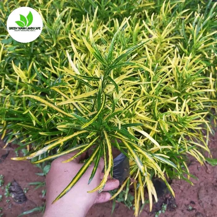 Tanaman hias puring teri kuning / pohon puring