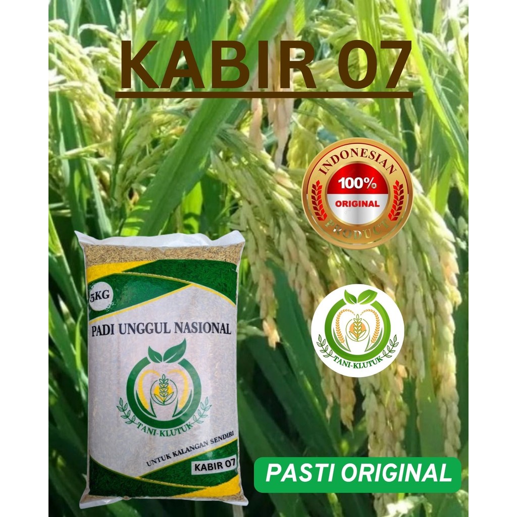 bibit biji padi kabir 07 kemasan 5kg original