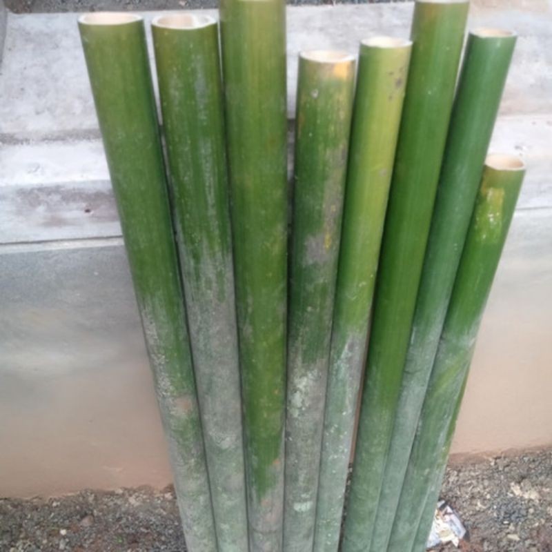 Bambu Tamiang Panjang 50 cm 60 cm