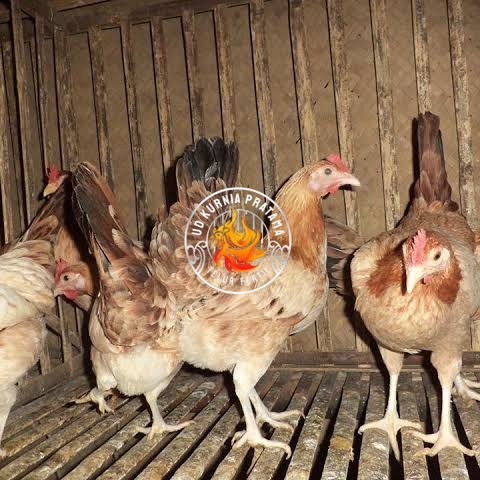 

Telur ayam elba petelur handal siap ditetaskan - telur-ayam-elba UD KURNIA PRATAMA