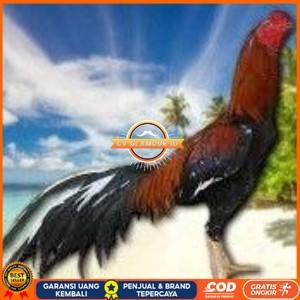 

telur ayam bangkok original untuk di tetaskan CV GLAMOUR ID