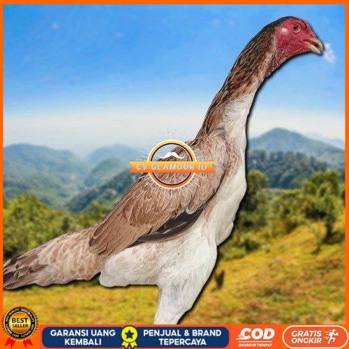 

telur ayam Shamo Japan Balck Tiger terlaris CV GLAMOUR ID
