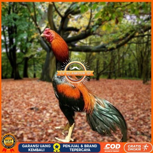 

Telur Ayam Pakhoy Ori Thailand Vertil Siap Di Tetaskan Jaminan Suuper Oiginal Bergaransi CV GLAMOUR ID