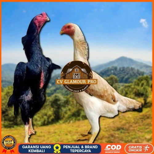 

telur ayam shamo japan original CV GLAMOUR PRO