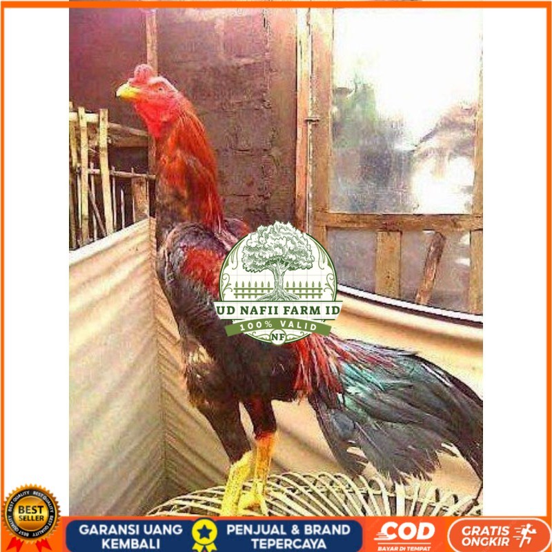 

TELUR BANGKOK RAJA FRESH FERTIL UD NAFII FARM ID