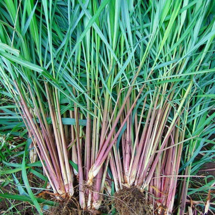 

SEREH WANGI SEGAR 500 GRAM SERAI MERAH LANANG