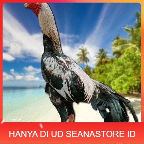 

telur ayam bangkok original bisa untuk di tetaskanvertil UD SEANASTORE ID