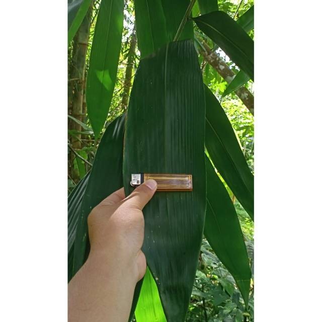 

AZ Daun Bambu Segar Pilihan herbal dan bungkus bacang 500gram KC