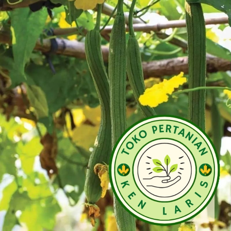 READY OYONG LONG / OYONG TAIWAN  20 BENIH (B.B.19)