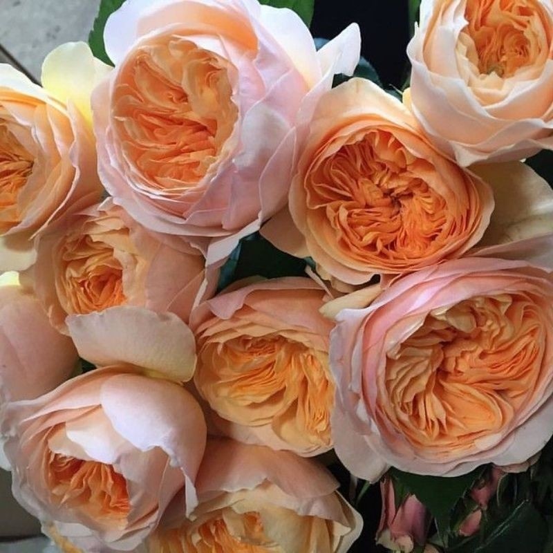 Mawar Import Juliet - Bunga Mawar Juliet