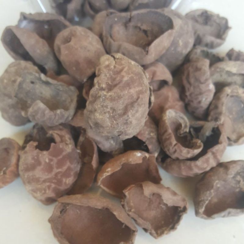 

MURAH kelumpang/kepuh kering100gr