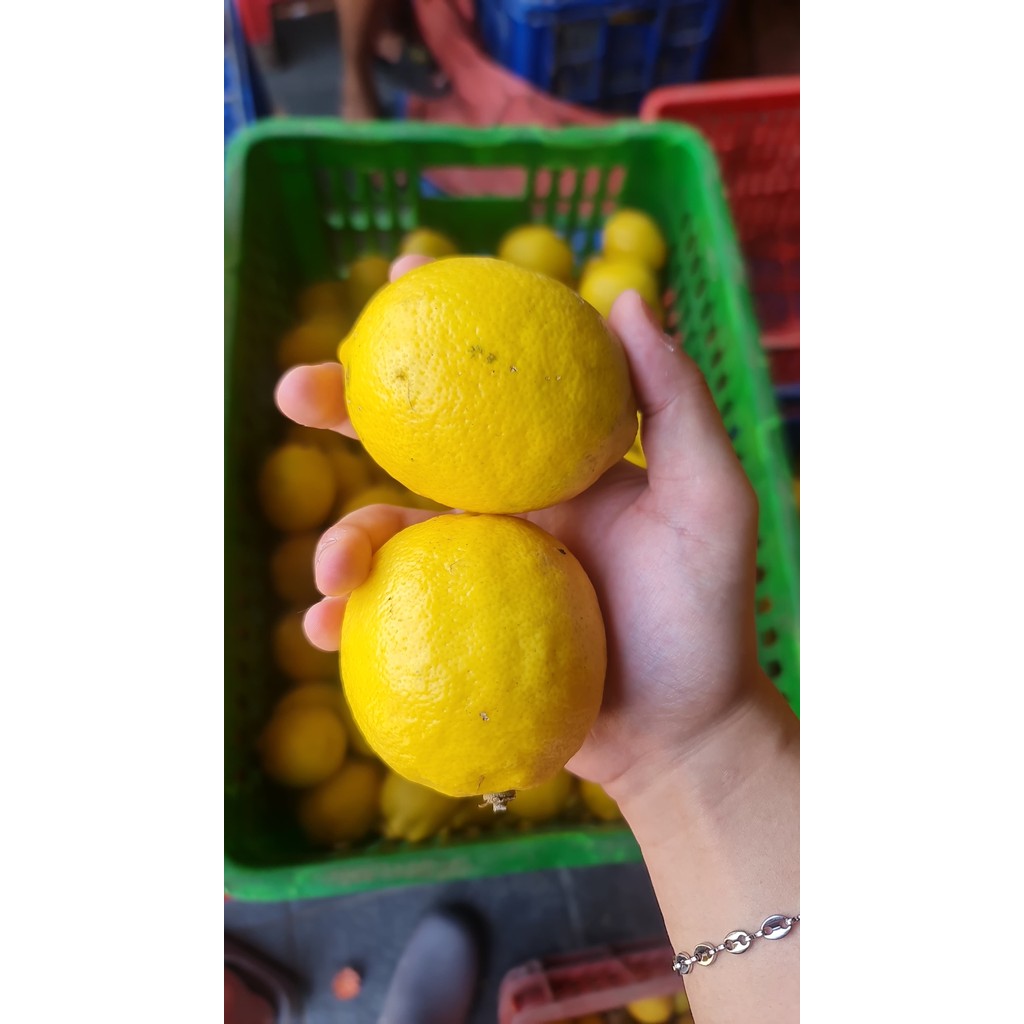 

Lemon California Fresh 1 Kg Petik Kebun - Hans Lemon