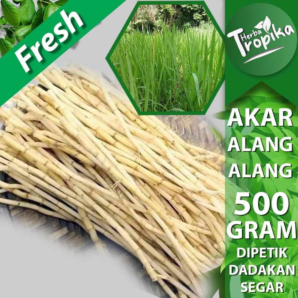 

PROMO Akar Alang Alang Segar 500 gram herbal alami toko herba tropika