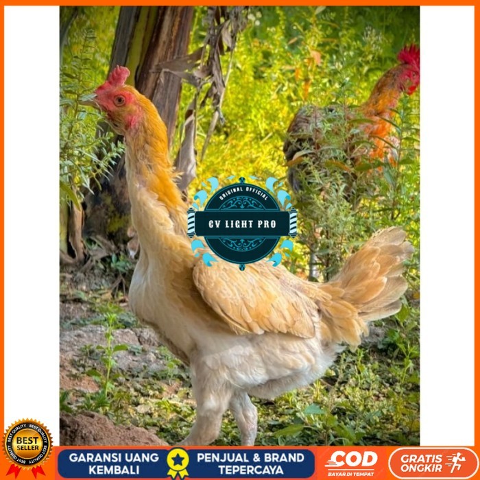 

ayam Plucker/Plakerr mewah(telur fertill) original berkualitas CV LIGHT PRO