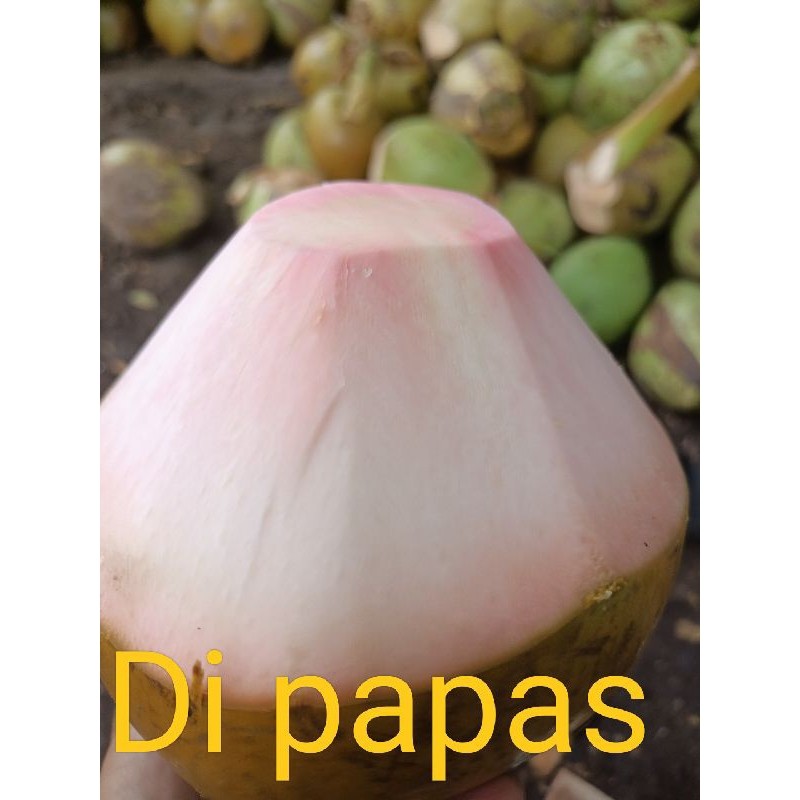 

TB-02 Kelapa Ijo Wulung Segar Tanpa Pengawet