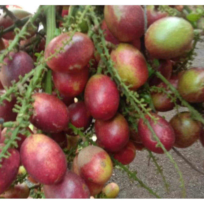 

Buah Matoa Segar Daging Tebal 1kg