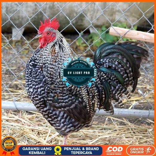 

Telur ayam barred plymouth rock / telur ayam hias fertil siap cod CV LIGHT PRO