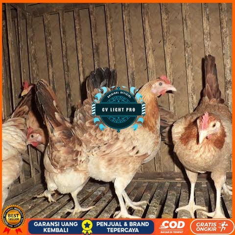 

Telur ayam elba petelur handal siap ditetaskan - telur-ayam-elba CV LIGHT PRO