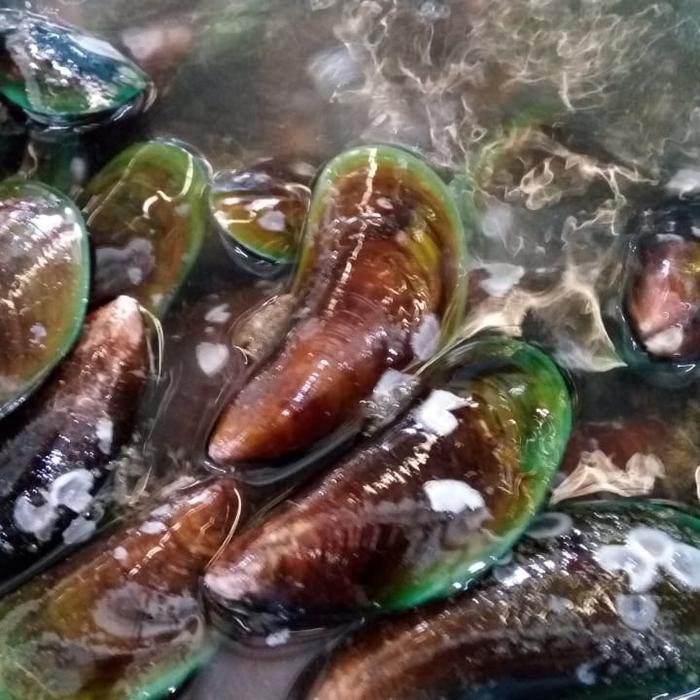 

Kerang Hijau 1 kg