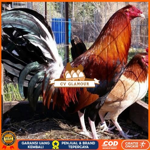 

Telur ayam hias pilipin fertil untuk ditetaskan Langsung CV GLAMOUR