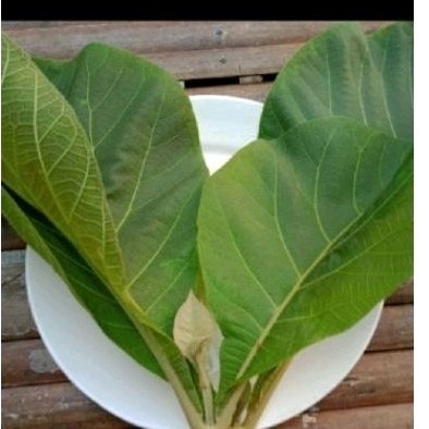 

promo Daun jati sgar daun jati herbal