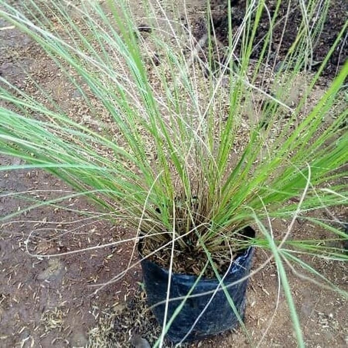 

tanaman ekor kuda atau alang2 Terbaik .