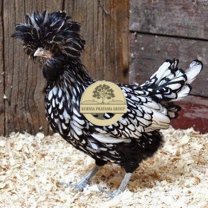 

telur ayam poland hias fertil asli siap ditetaskan - ayam polan KURNIA PRATAMA GROUP