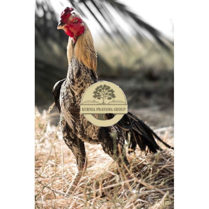 

PAMA NINJA TELUR FRESH PROMO FERTIL KURNIA PRATAMA GROUP