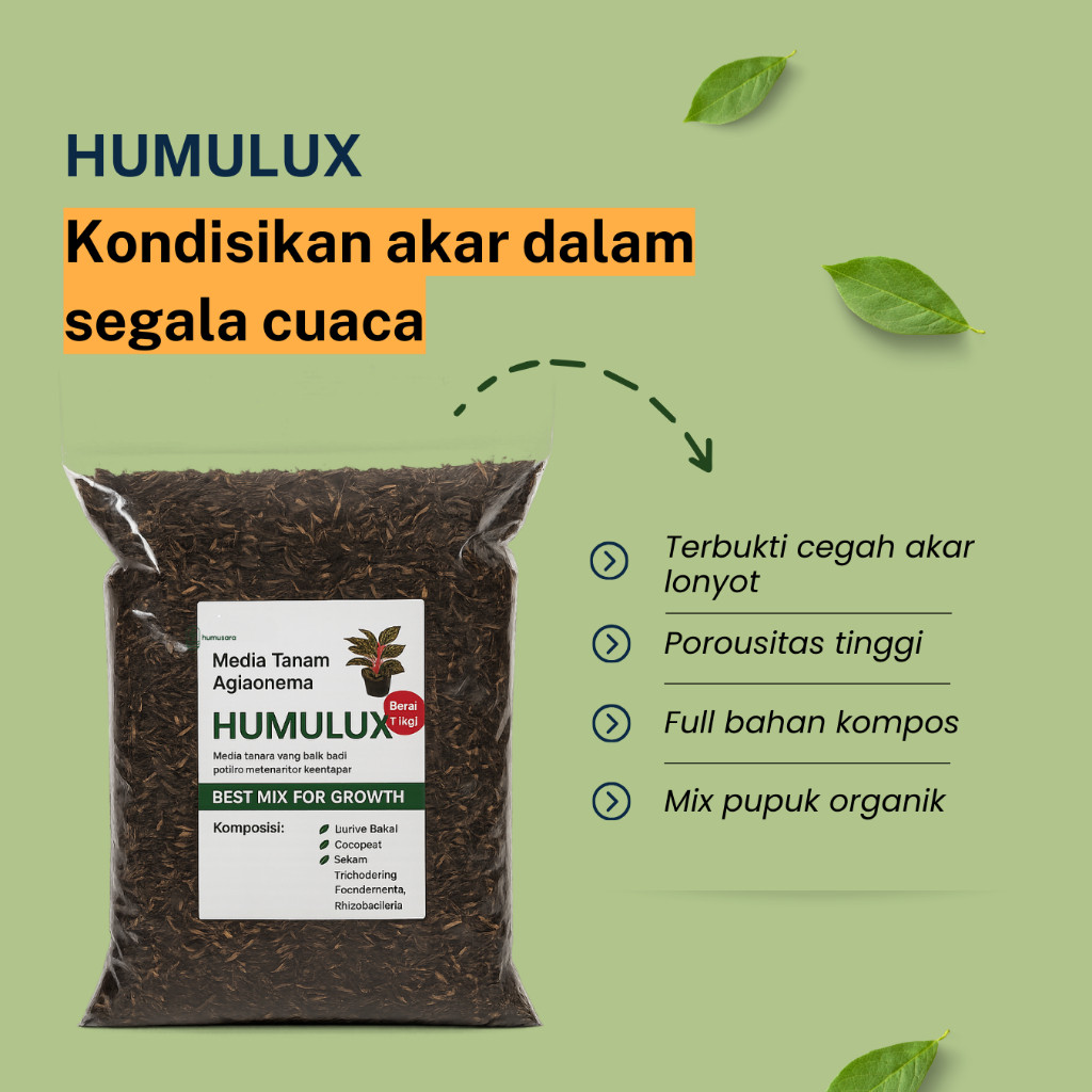 Media Aglaonema - HUMULUX Media  Aglonema Media Tanam Siap Pakai Co