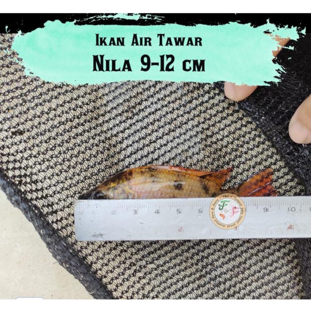 Bibit IKAN NILA Hidup ,Sehat , Aktif , (uk 9-12 cm) Bibit ikan nila per ekor