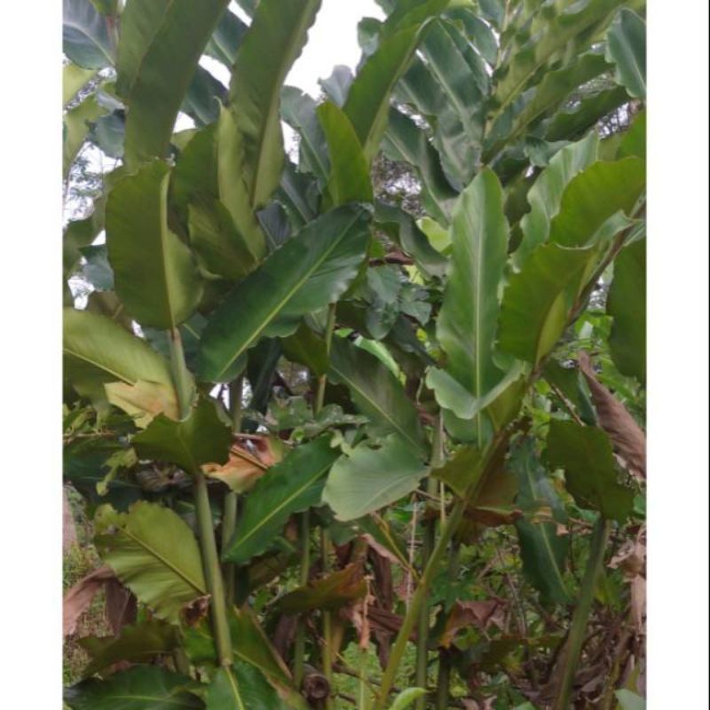 

Sahabatalam Daun kecomrang hijau kecombrang daun honje 1kg