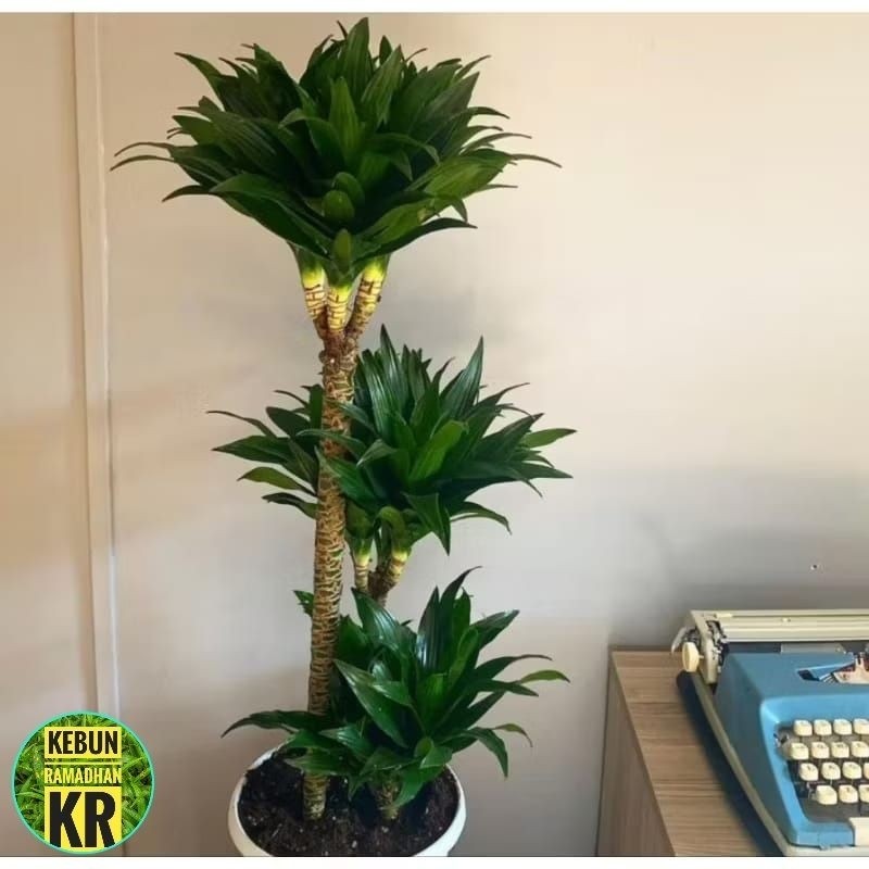 PohonTanaman Hias Andong Compakta//Andong Kemoceng Hijau