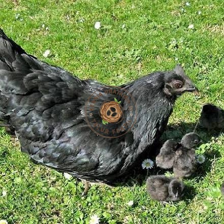 

Telur ayam hias cemani lidah hitam fertil siap ditetaskan - ayam cemani KURNIA PRATAMA ID
