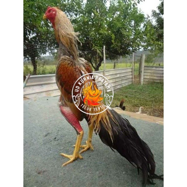 

TELUR AYAM BANGKOK WIRING SPEED UNTUK DI TETASKAN UD KURNIA PRATAMA