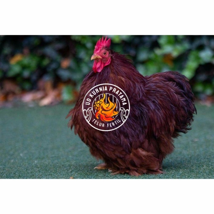 

Telur ayam hias bantam chocin fertil asli siap ditetaskan - bantam chocin UD KURNIA PRATAMA