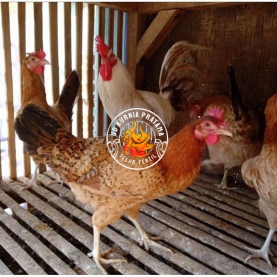 

Telur ayam elba petelur handal fertil siap ditetaskan - telur-ayam-elba UD KURNIA PRATAMA