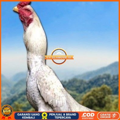

telur ayam shamo berkualitas unggul CV GLAMOUR ID