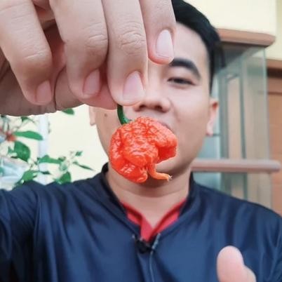 

BUAH Cabai CAROLINA REAPER RED Cabe Terpedas Nomor 1 di Dunia Versi Guinness World Record