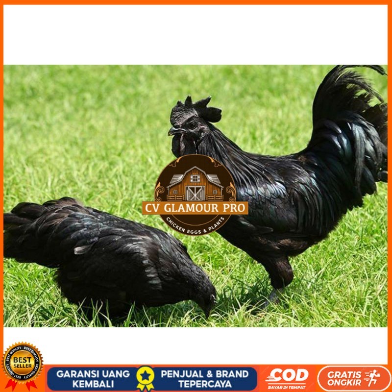 

TELUR AYAM HIAS CEMANI untuk di tetaskan CV GLAMOUR PRO