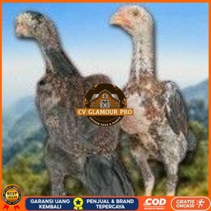 

telur tetas ayam shamo siap di tetaskan super garansi CV GLAMOUR PRO