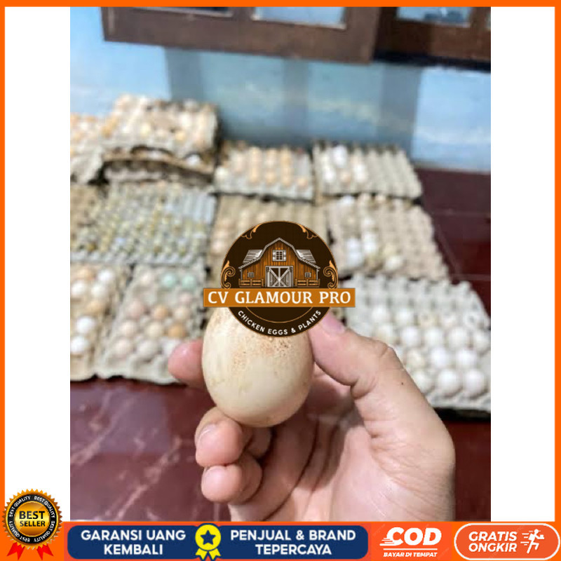 

TELUR AYAM TEMBEAN PERDANA CV GLAMOUR PRO