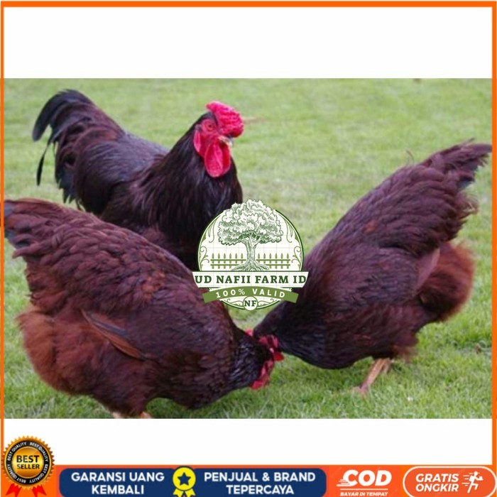 

Telur ayam hias rodhe island fertil asli siap ditetaskan - rodhe island UD NAFII FARM ID