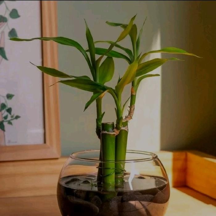 Tanaman Hias Bambu Hoki Media Air | Tanaman Bambu Hoki | Hiasan Meja - 2 Batang