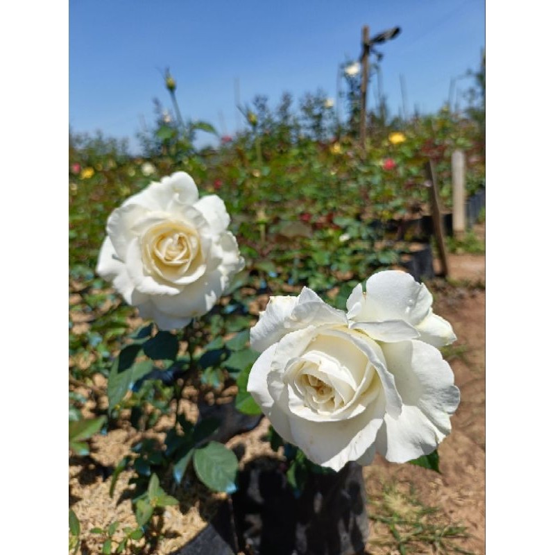 MAWAR KAMPUNG PUTIH WANGI - Tanaman Hidup Bunga Hias Mawar Berbunga