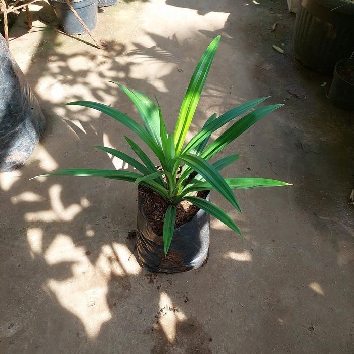 tanaman daun pandan wangi pohon - besar