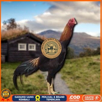 

telur tetas ayam shamo petarung PRADITA BIBIT TANAMAN