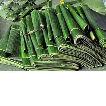 

Daun Pisang Papapangan - Perikat best seller terlaris