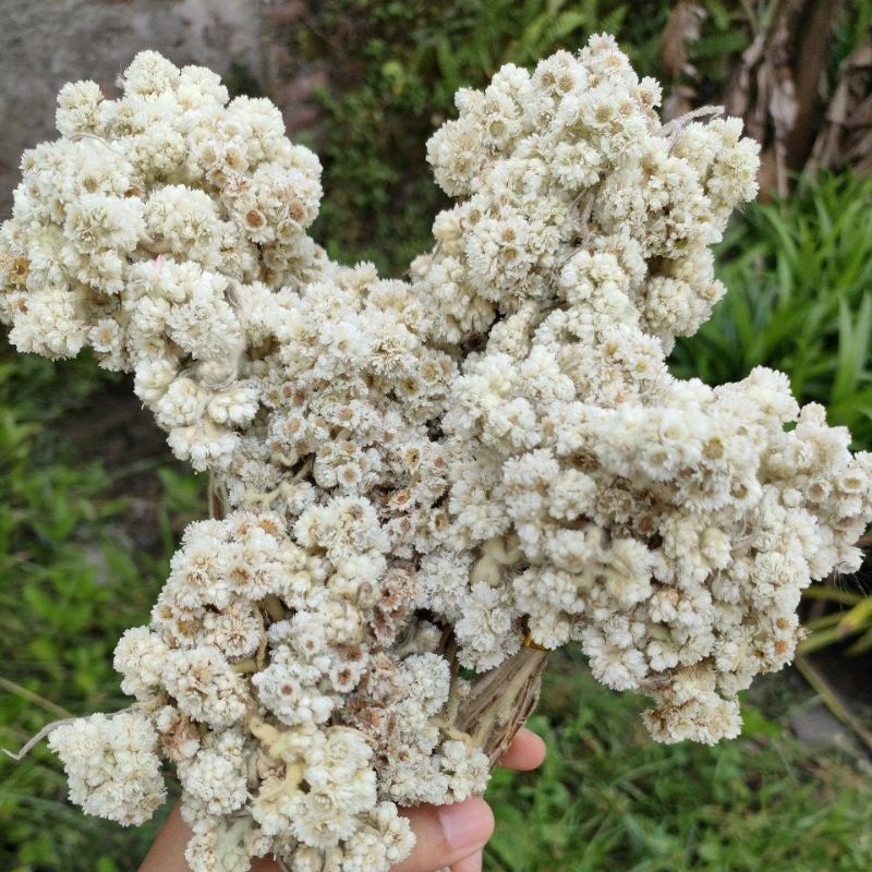 bunga edelweis ikat kecil bunga kering dried flower