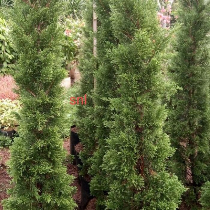 Tanaman hias Cemara lilin 2meter/Cemara natal